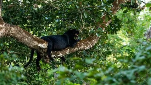 Leopard in Pench National Park